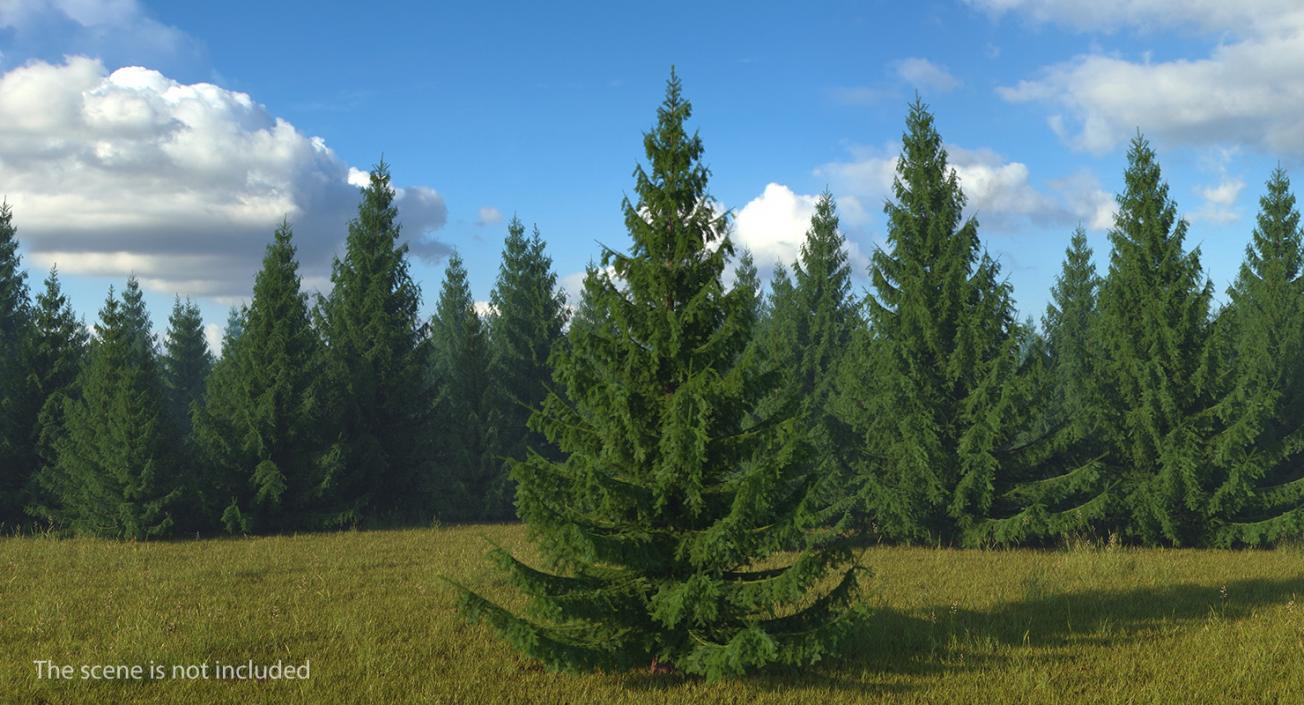 3D Norway Spruce model