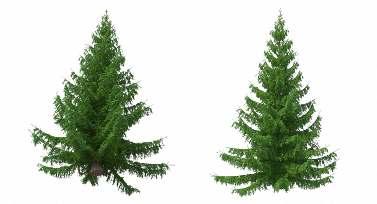 3D Norway Spruce model