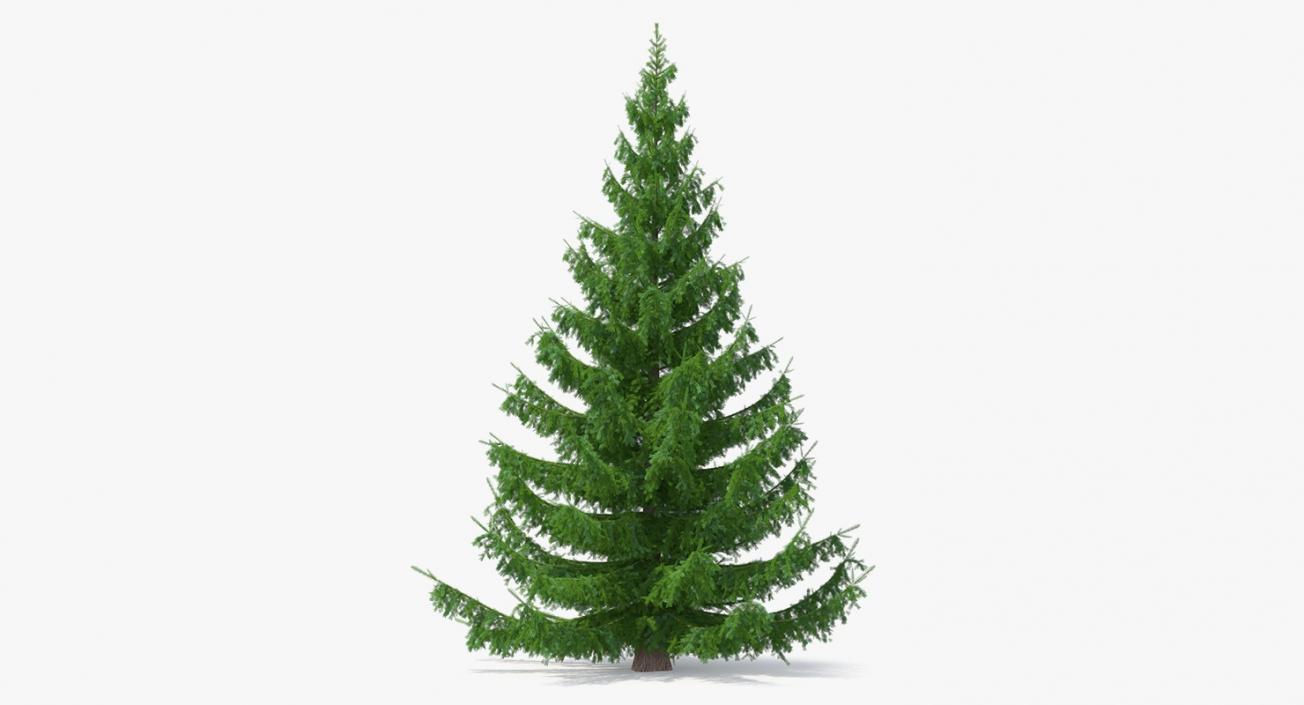 3D Norway Spruce model