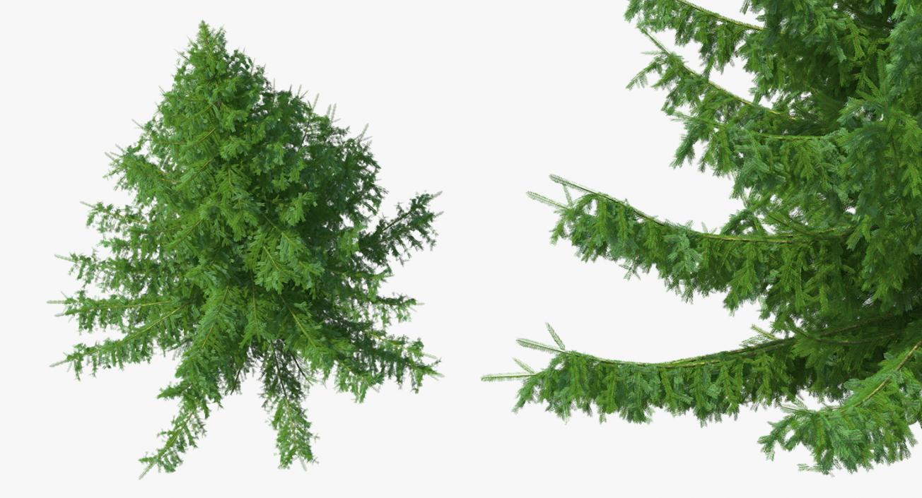 3D Norway Spruce model