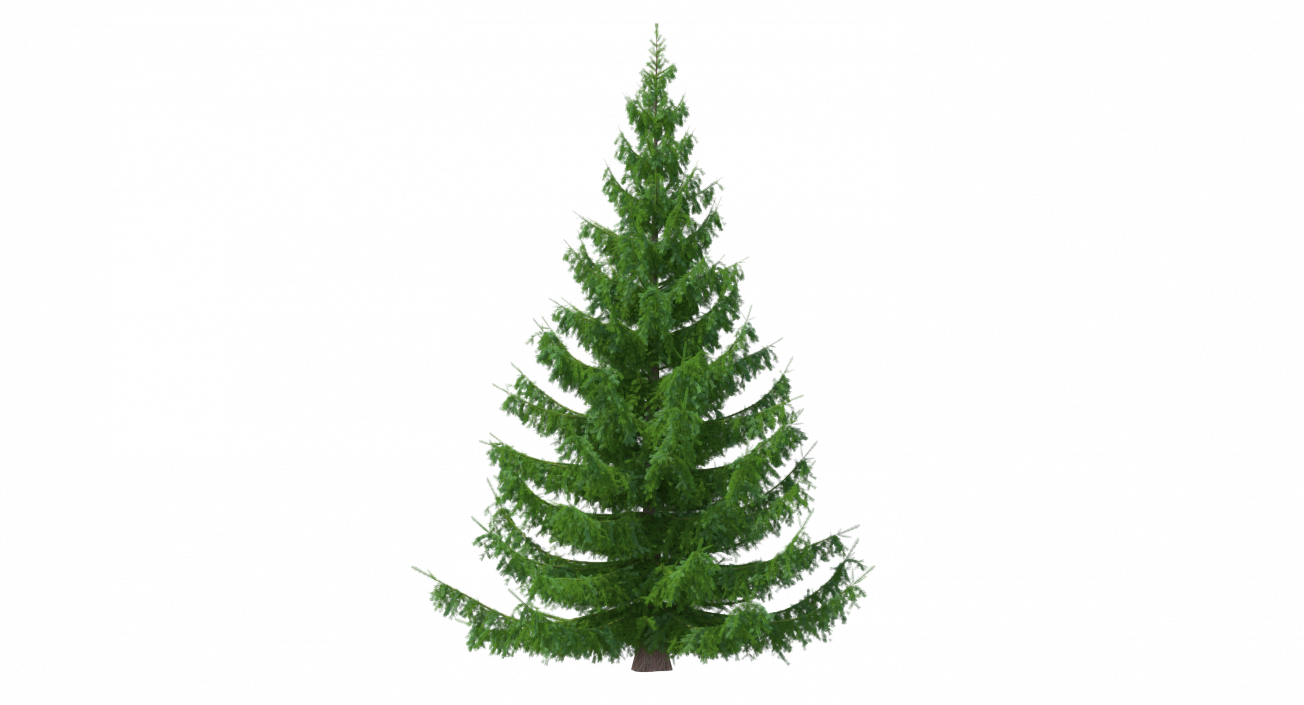 3D Norway Spruce model