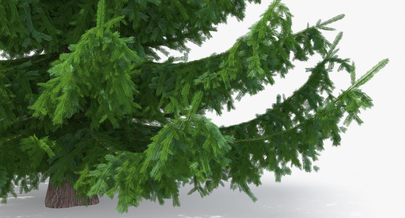 3D Norway Spruce model