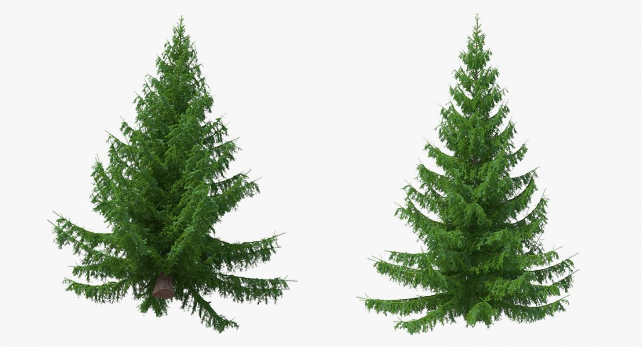 3D Norway Spruce model