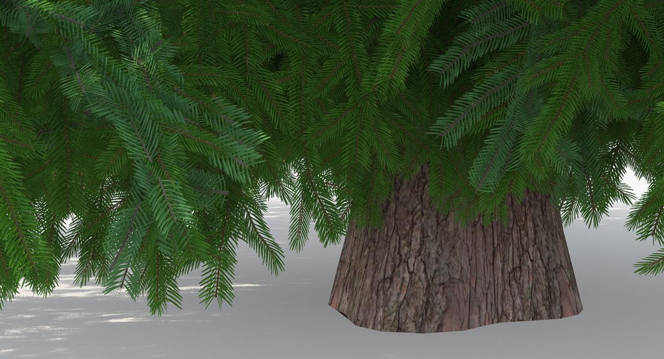 3D Norway Spruce model