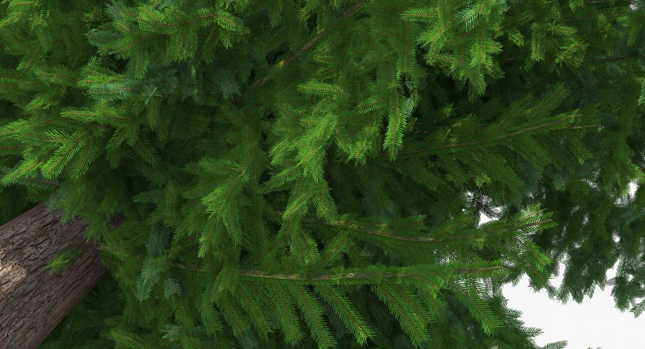 3D Norway Spruce model