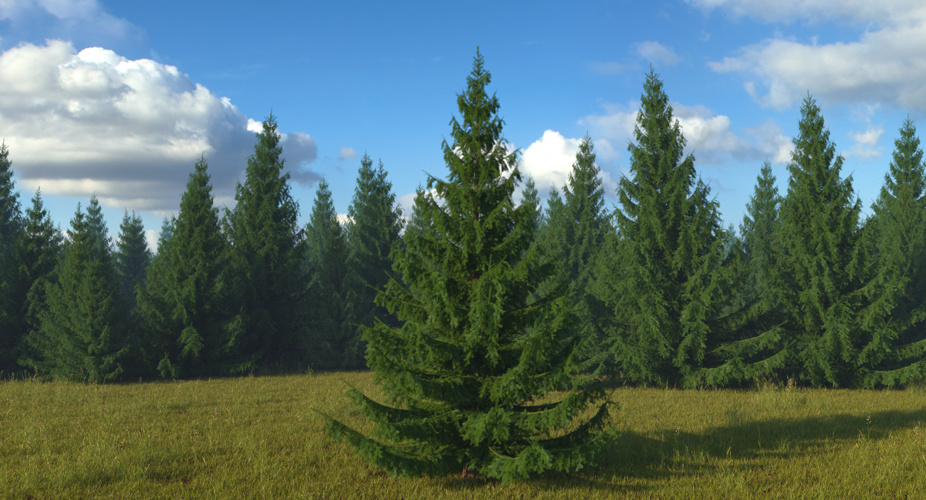 3D Norway Spruce model