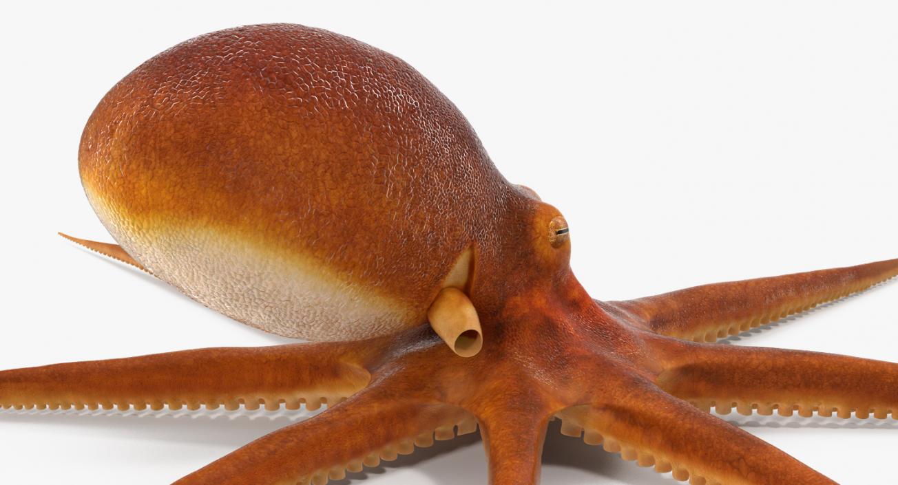 3D Common Octopus Rigged