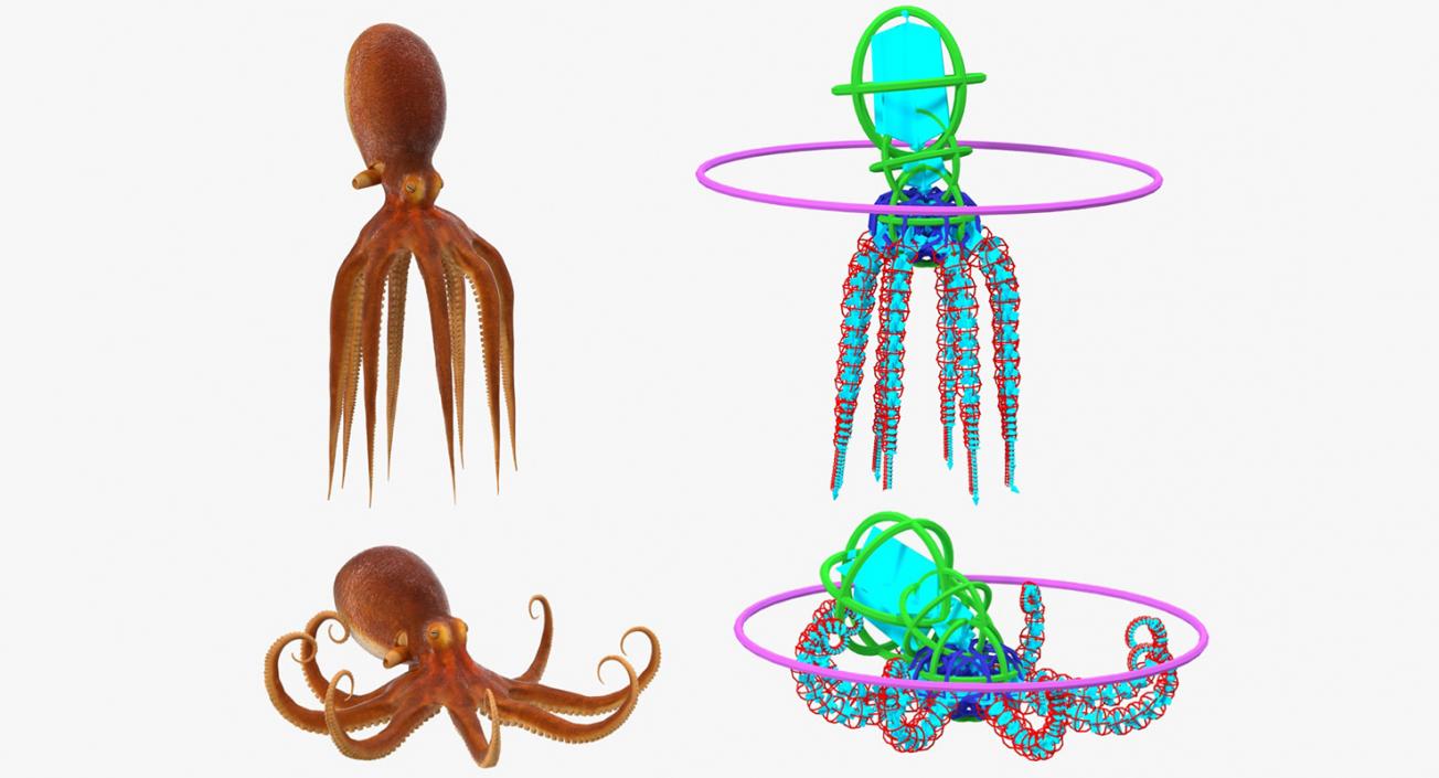 3D Common Octopus Rigged