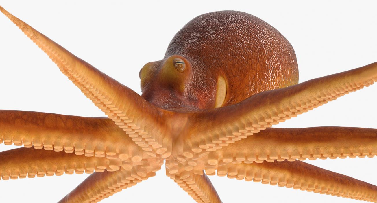 3D Common Octopus Rigged