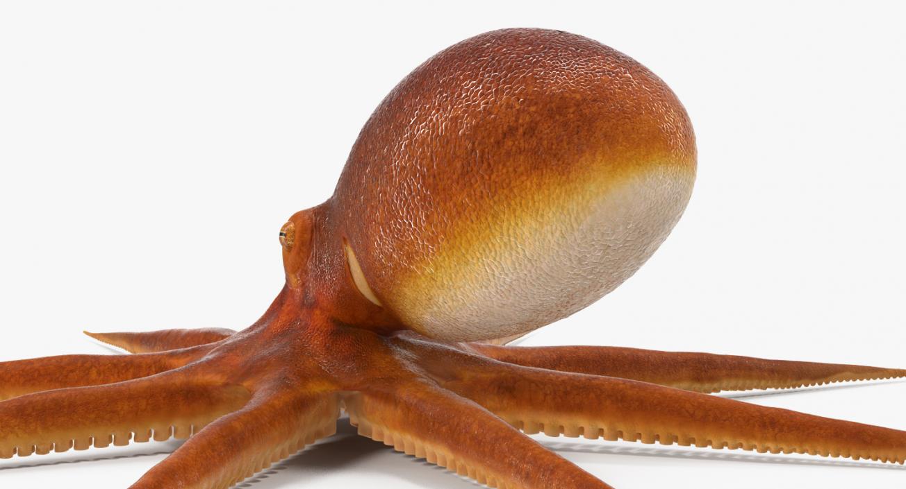 3D Common Octopus Rigged