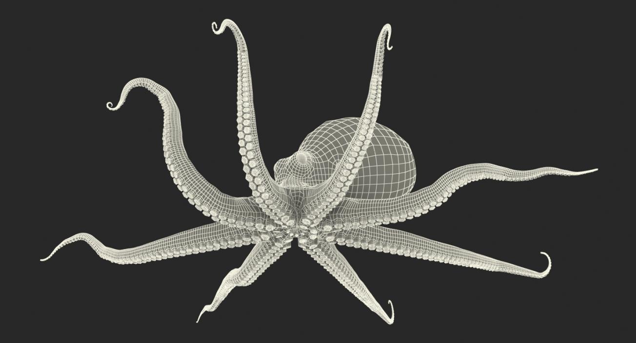 3D Common Octopus Rigged