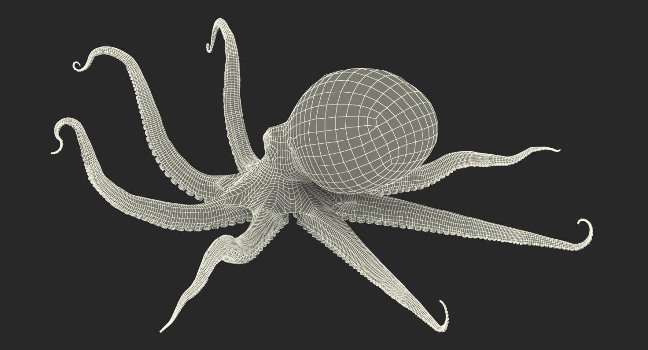 3D Common Octopus Rigged