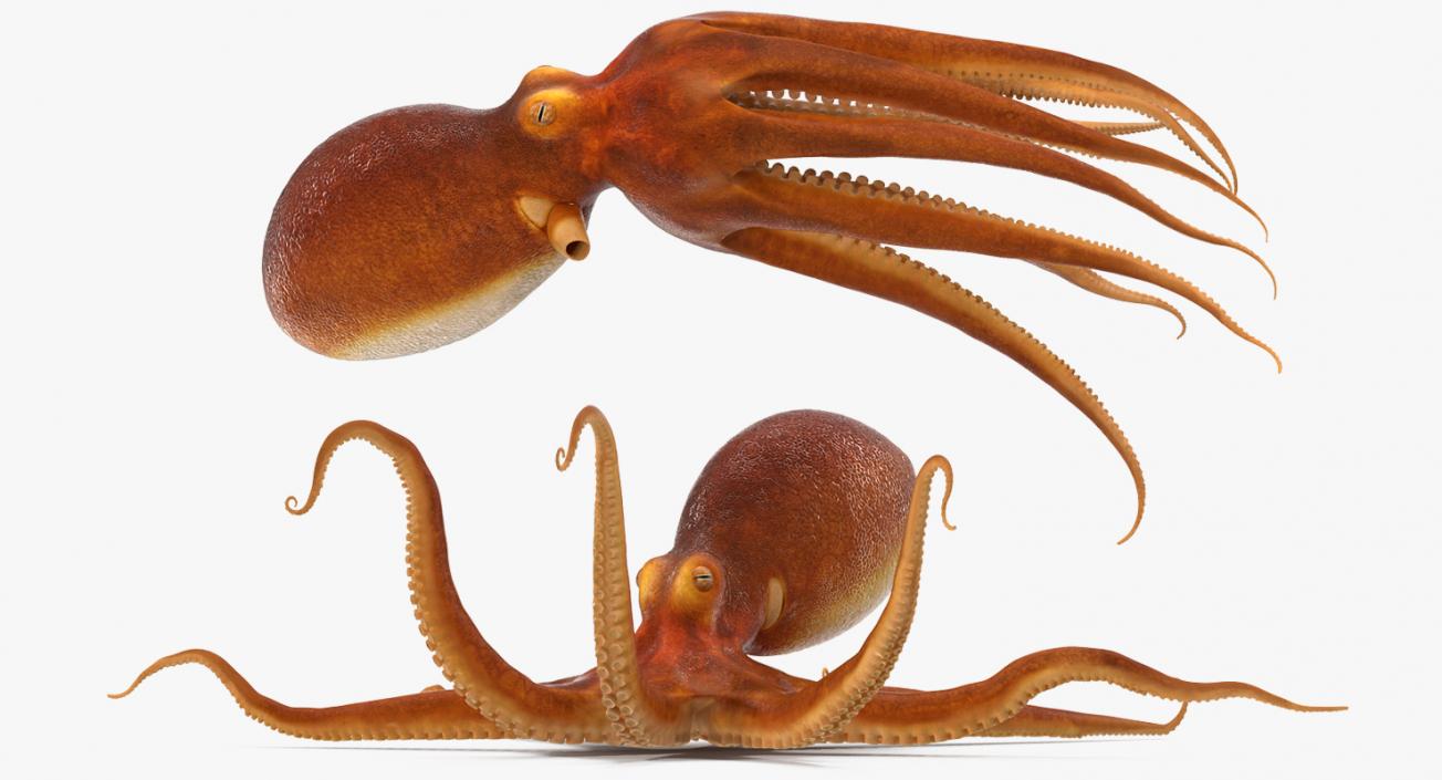 3D Common Octopus Rigged