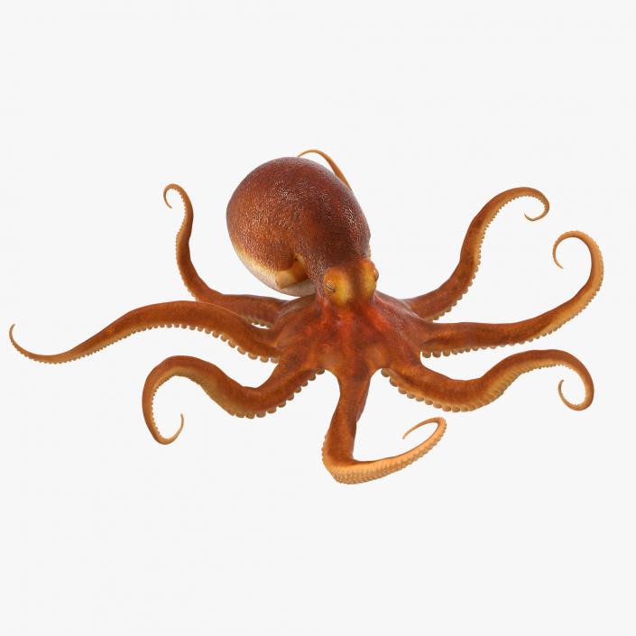 3D Common Octopus Rigged