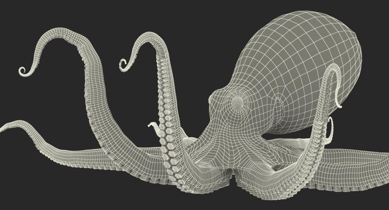 3D Common Octopus Rigged