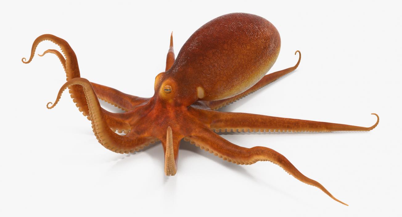 3D Common Octopus Rigged