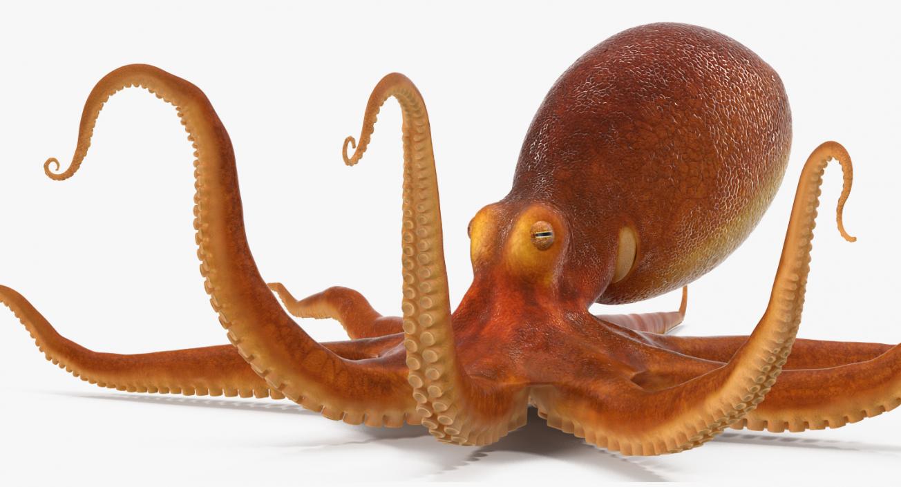 3D Common Octopus Rigged