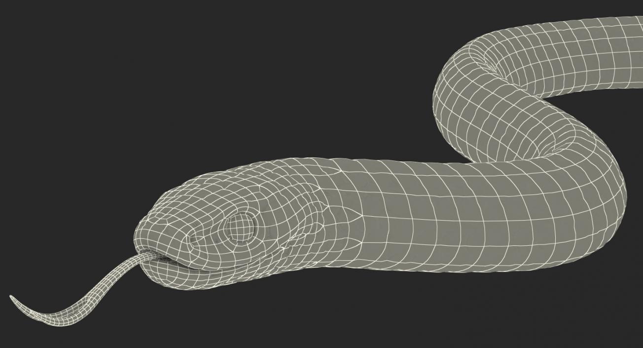 California Kingsnake Crawling Pose 3D model