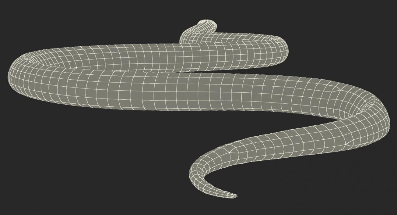 California Kingsnake Crawling Pose 3D model