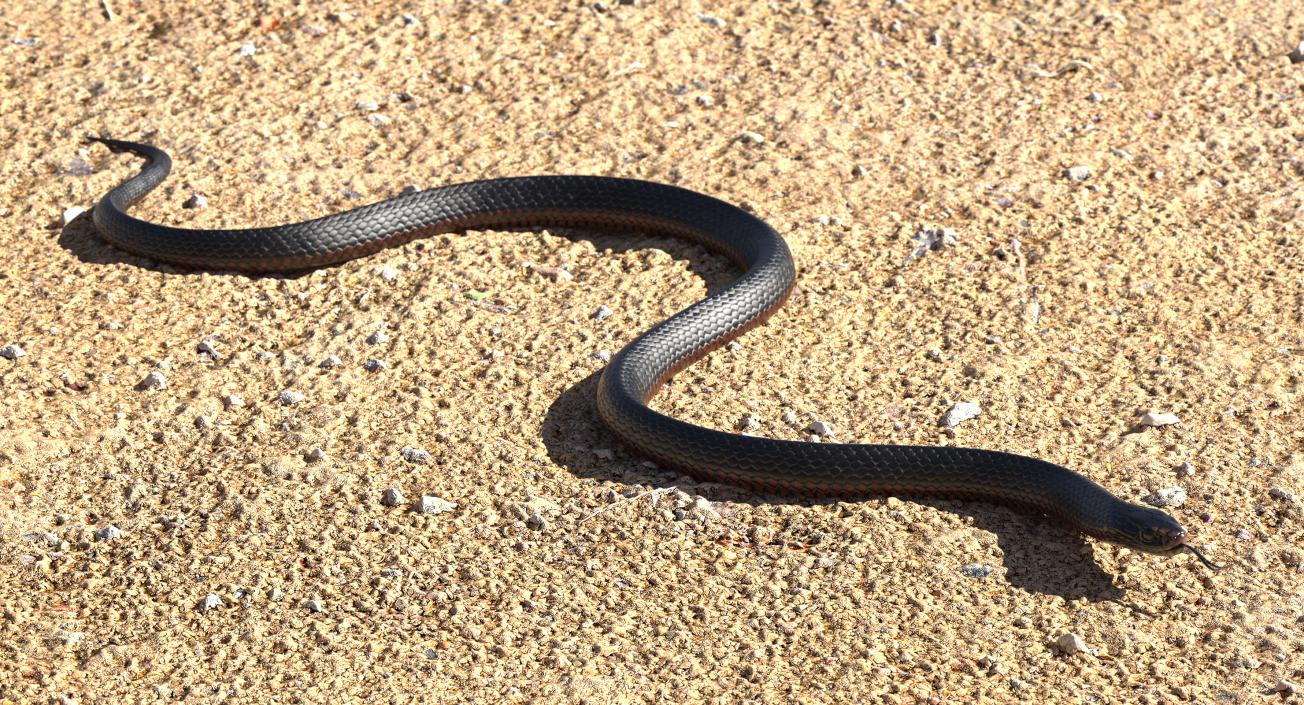 California Kingsnake Crawling Pose 3D model