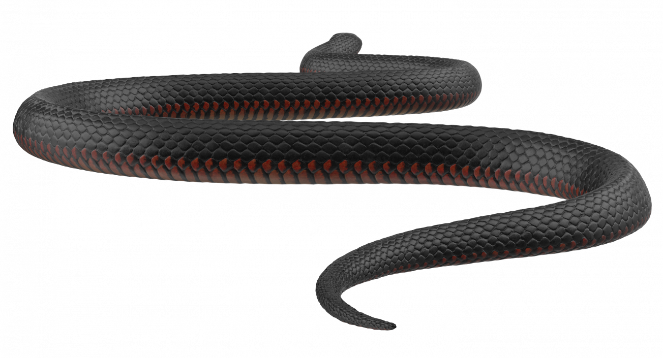 California Kingsnake Crawling Pose 3D model