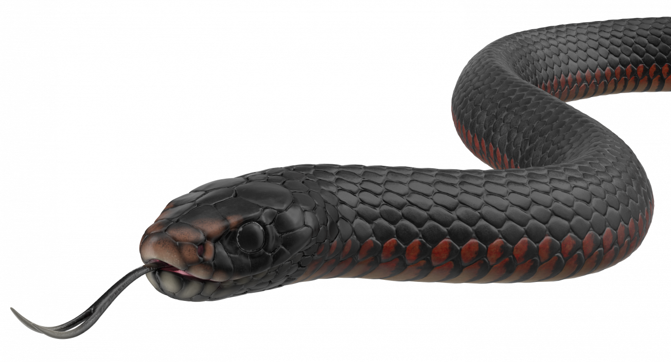 California Kingsnake Crawling Pose 3D model