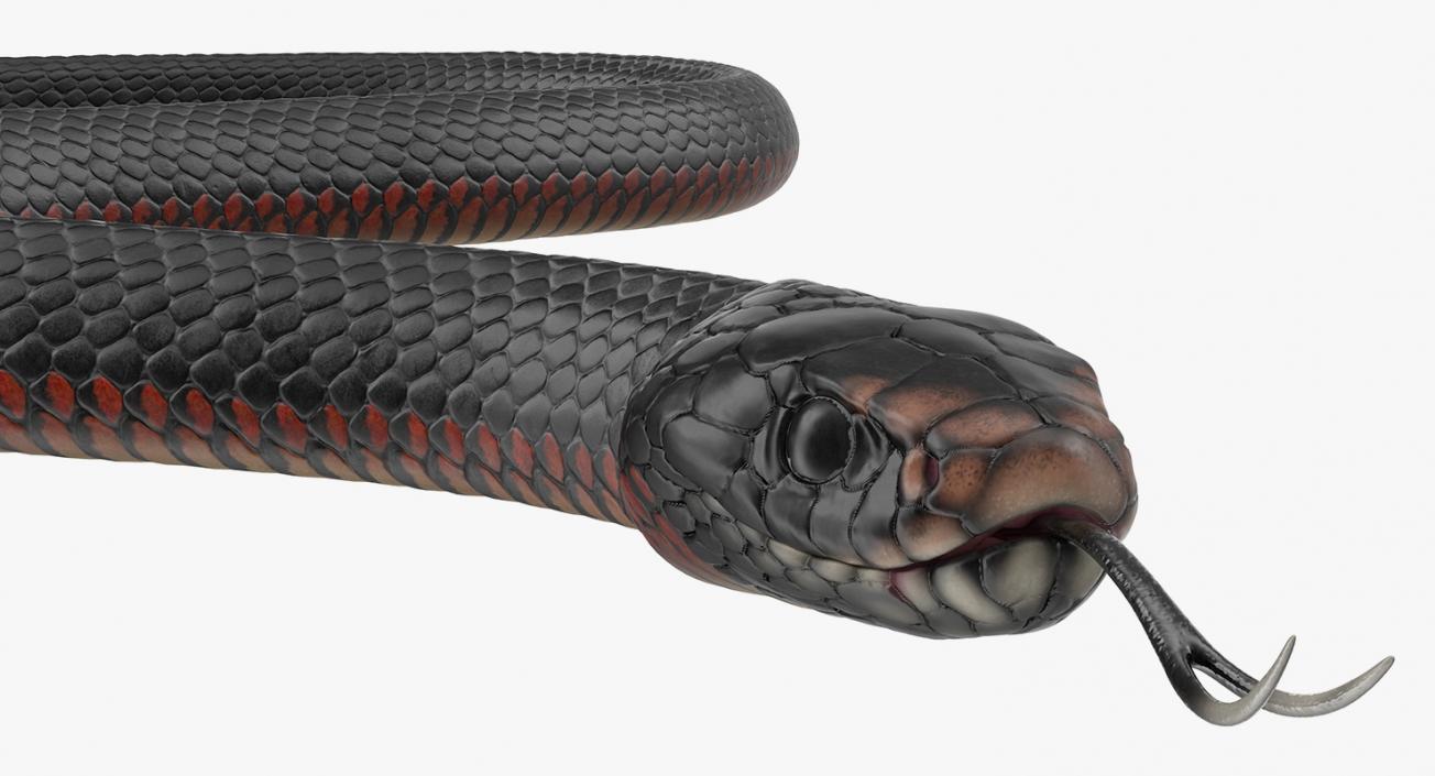 California Kingsnake Crawling Pose 3D model