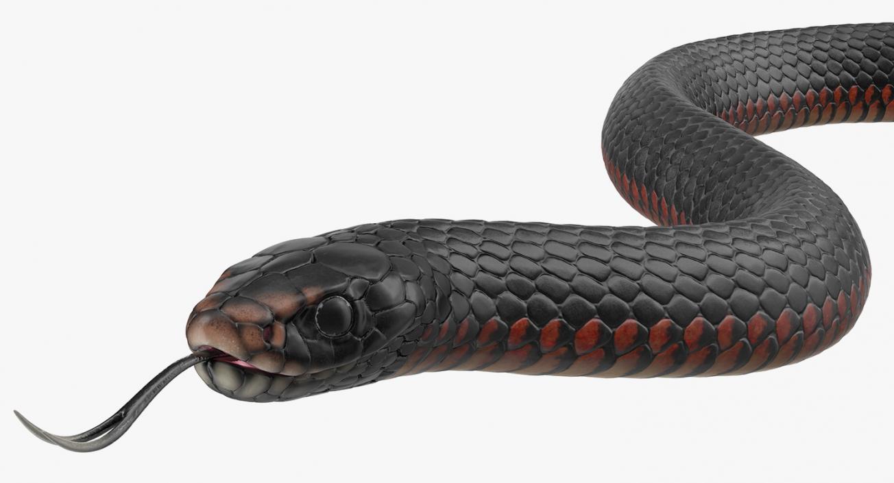 California Kingsnake Crawling Pose 3D model