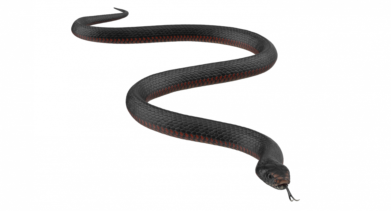 California Kingsnake Crawling Pose 3D model