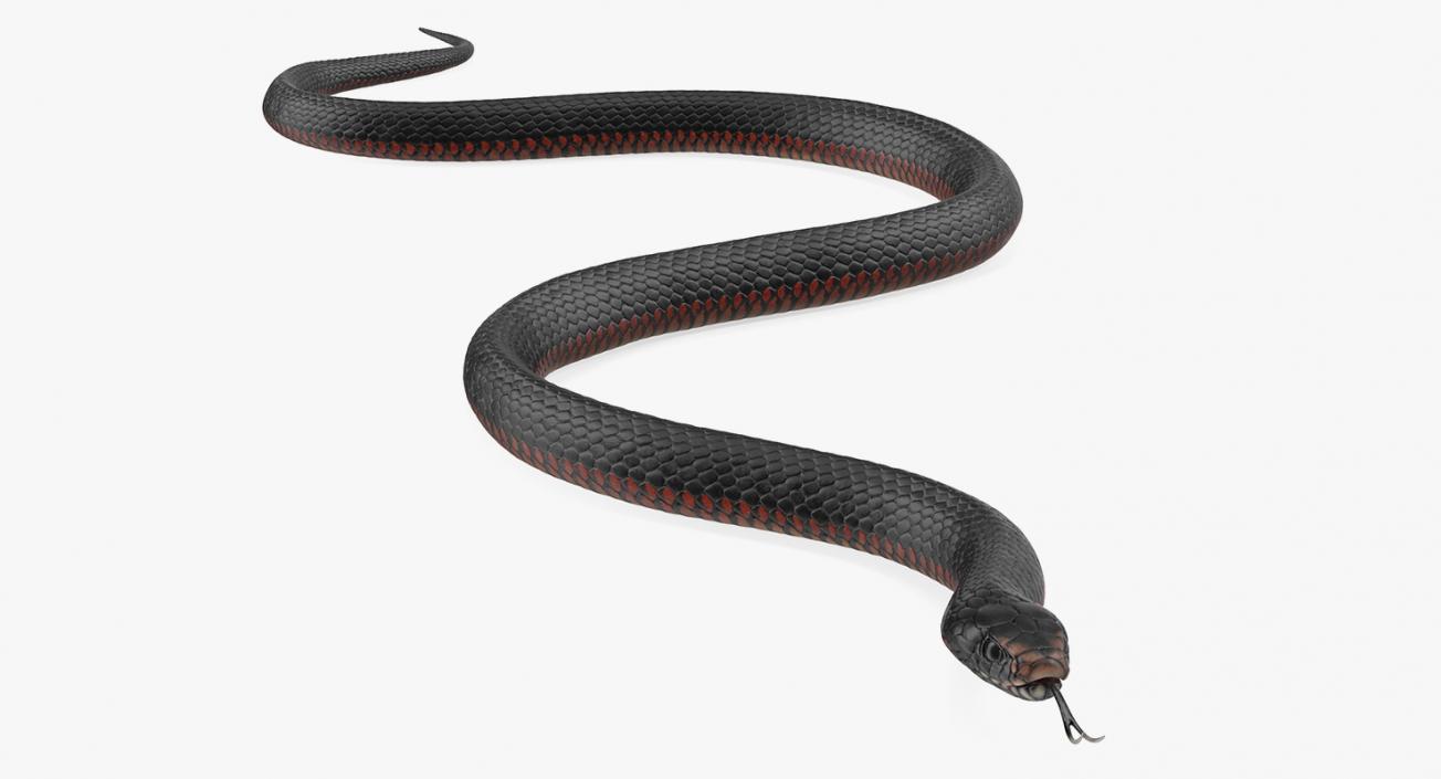 California Kingsnake Crawling Pose 3D model