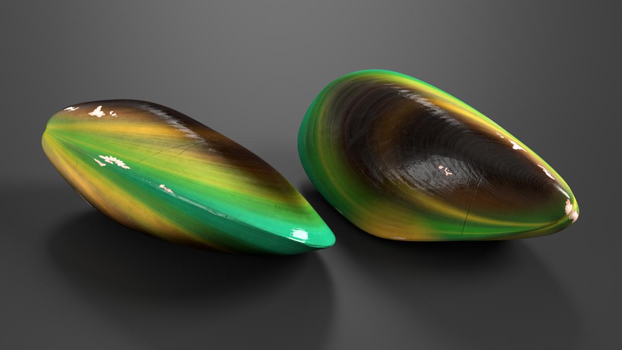 Closed Green Lipped Mussel Shell 2 3D model