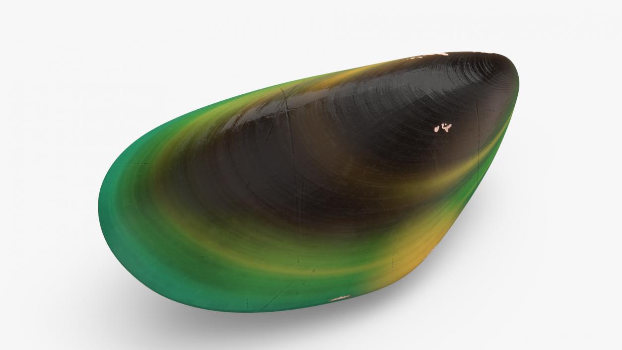 Closed Green Lipped Mussel Shell 2 3D model