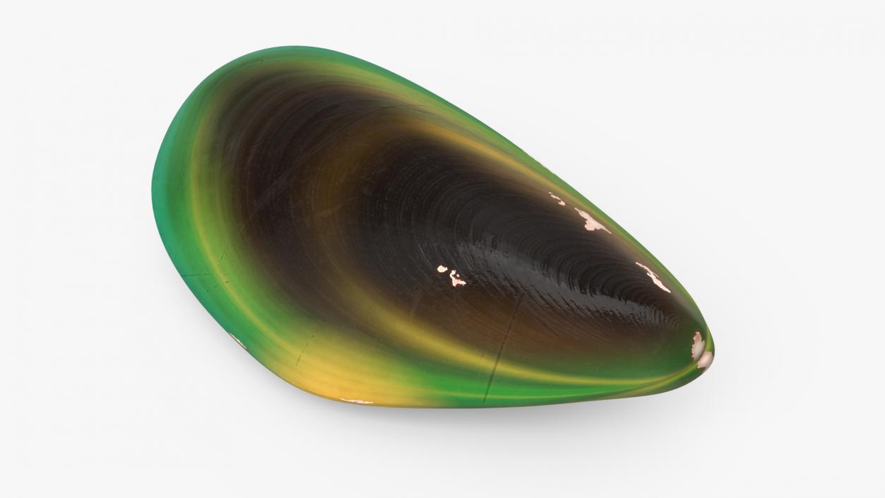 Closed Green Lipped Mussel Shell 2 3D model