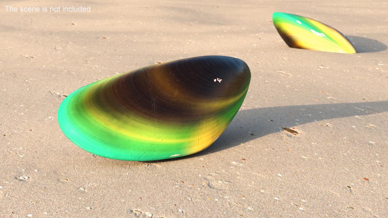 Closed Green Lipped Mussel Shell 2 3D model