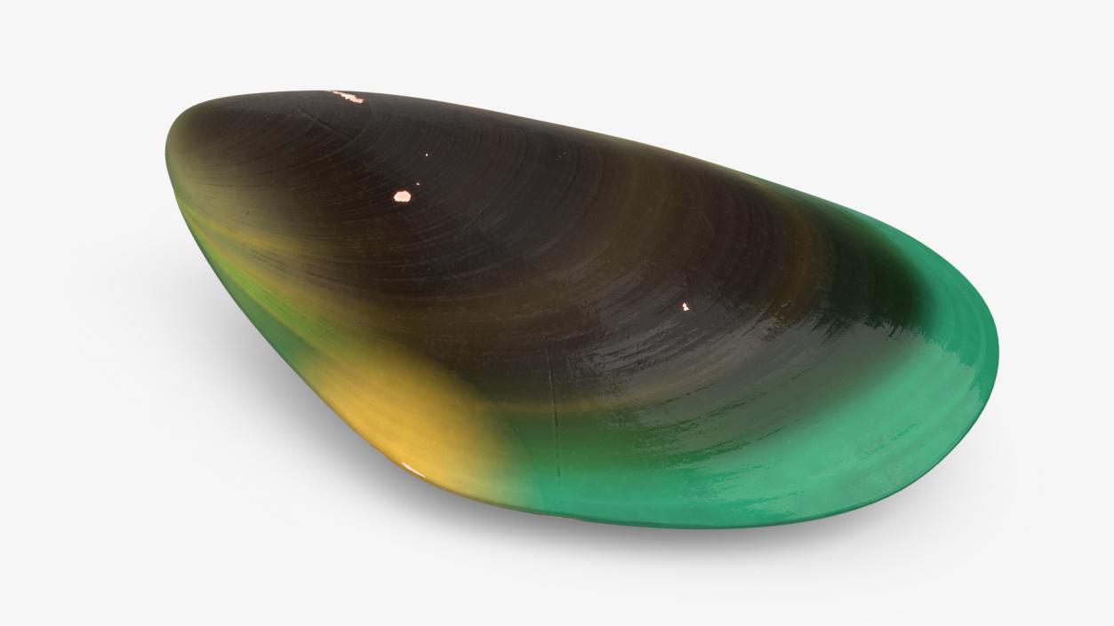 Closed Green Lipped Mussel Shell 2 3D model