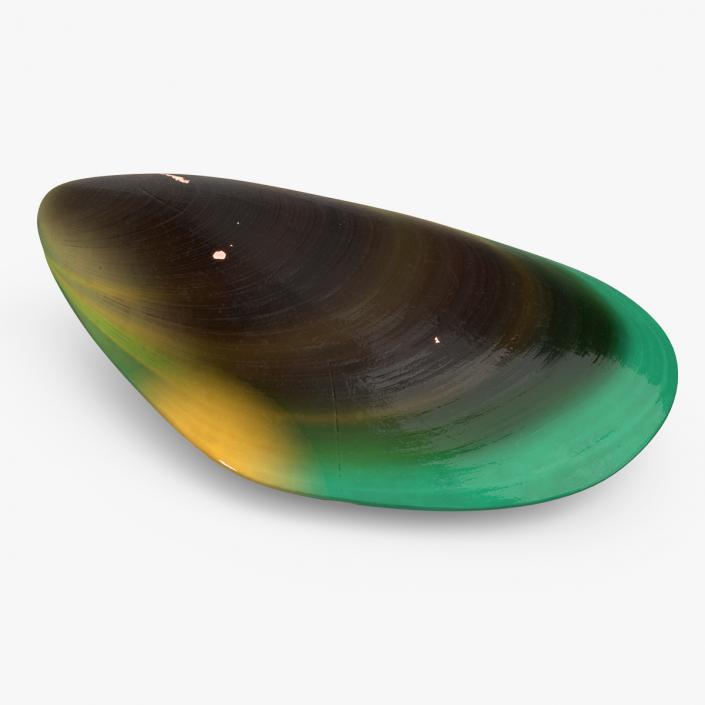 Closed Green Lipped Mussel Shell 2 3D model