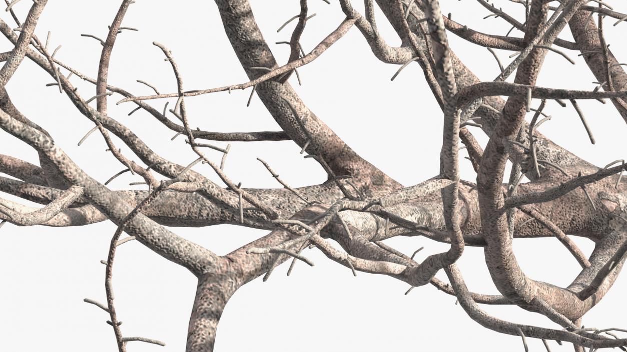 3D Fig Tree Bark model