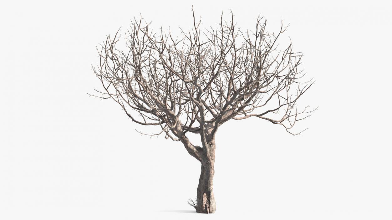 3D Fig Tree Bark model