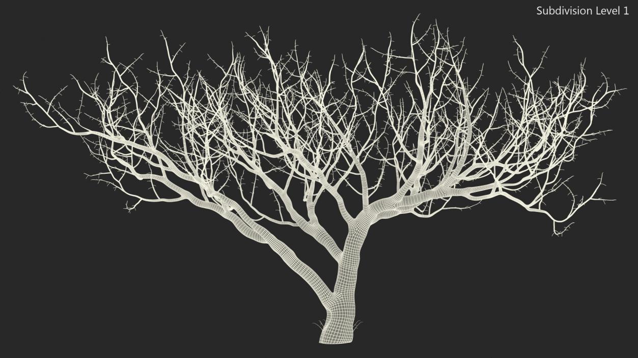 3D Fig Tree Bark model