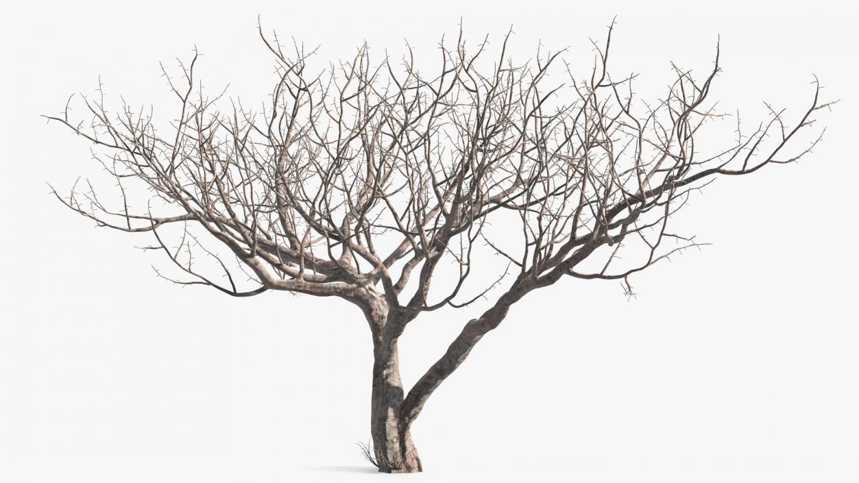 3D Fig Tree Bark model