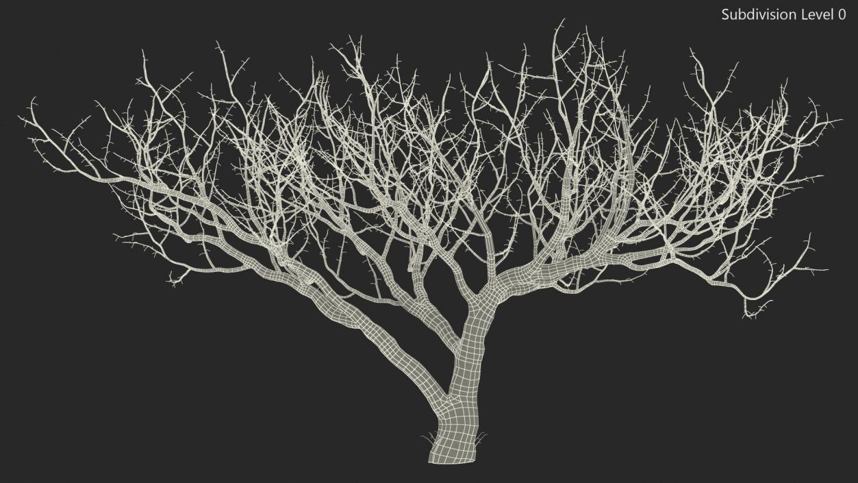 3D Fig Tree Bark model