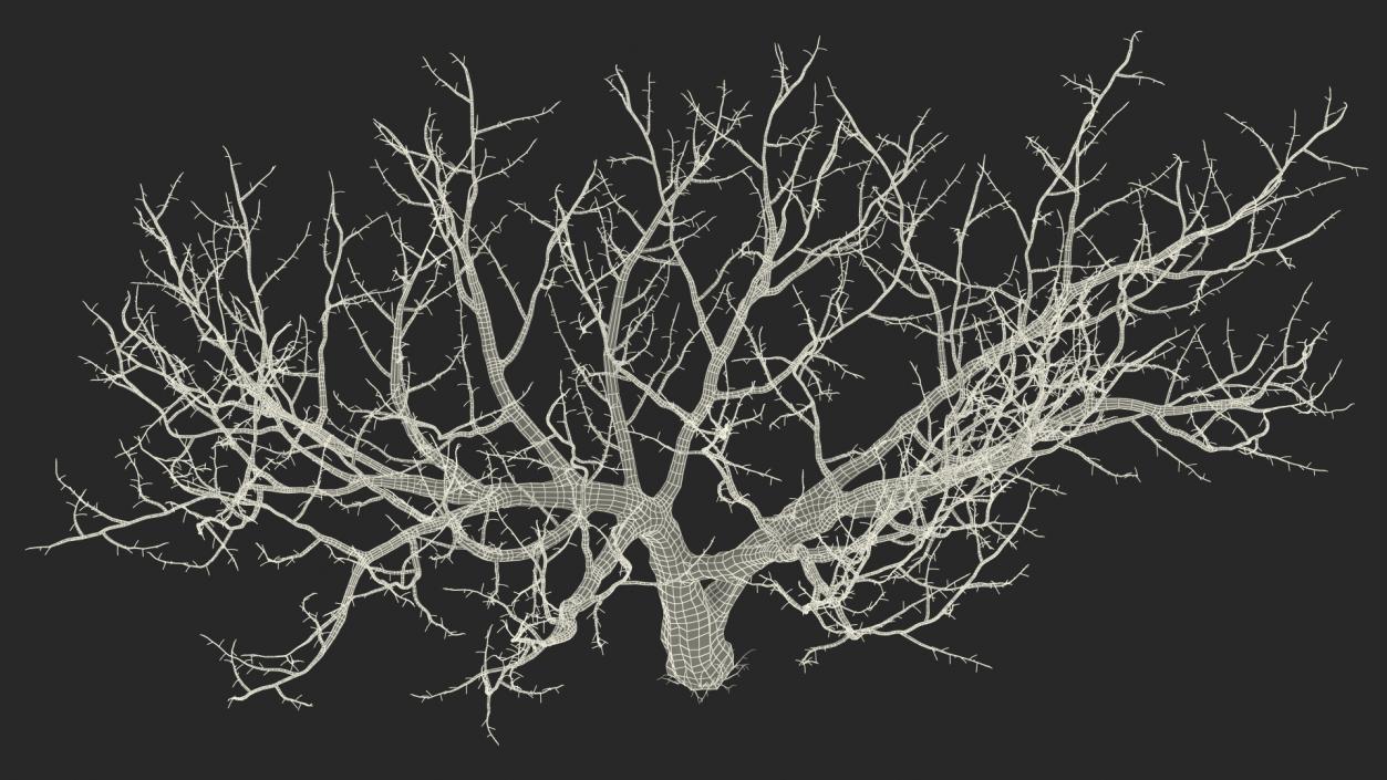 3D Fig Tree Bark model