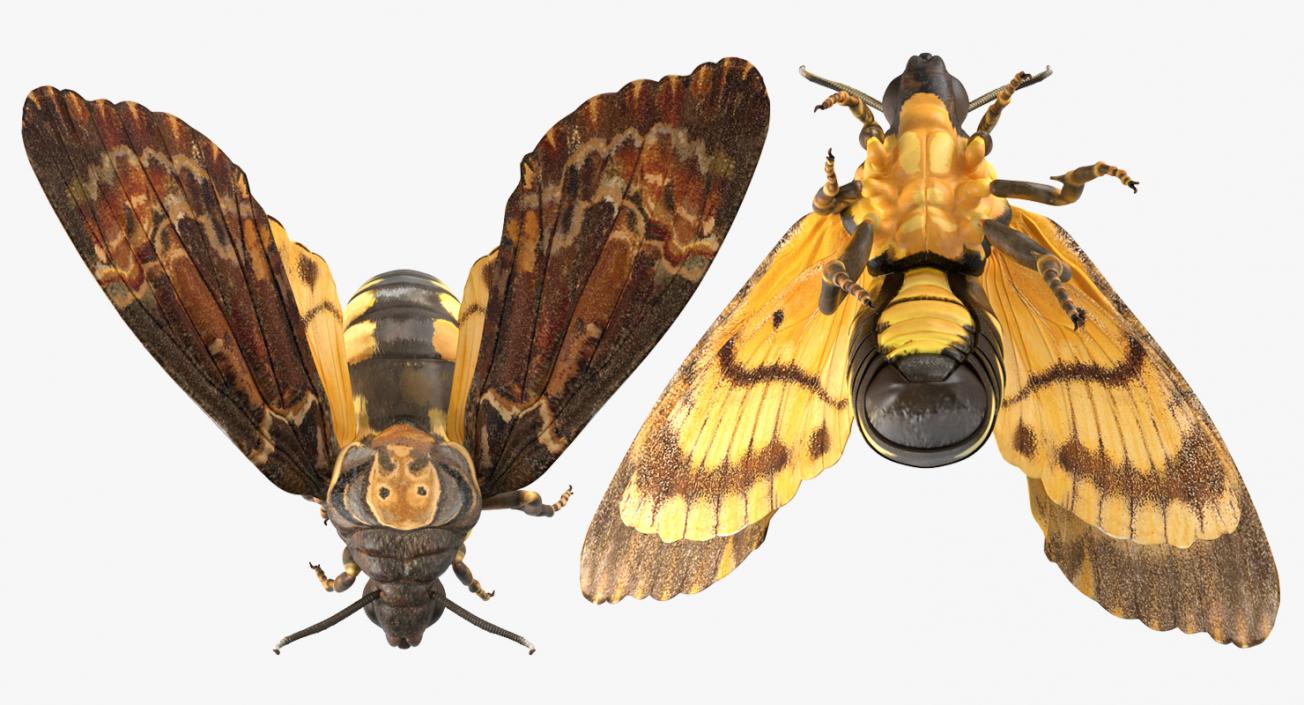 Flying Insects Collection 2 3D