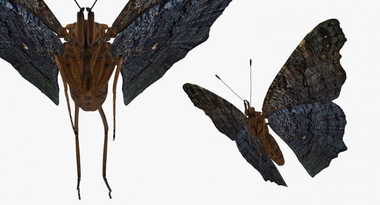 Flying Insects Collection 2 3D