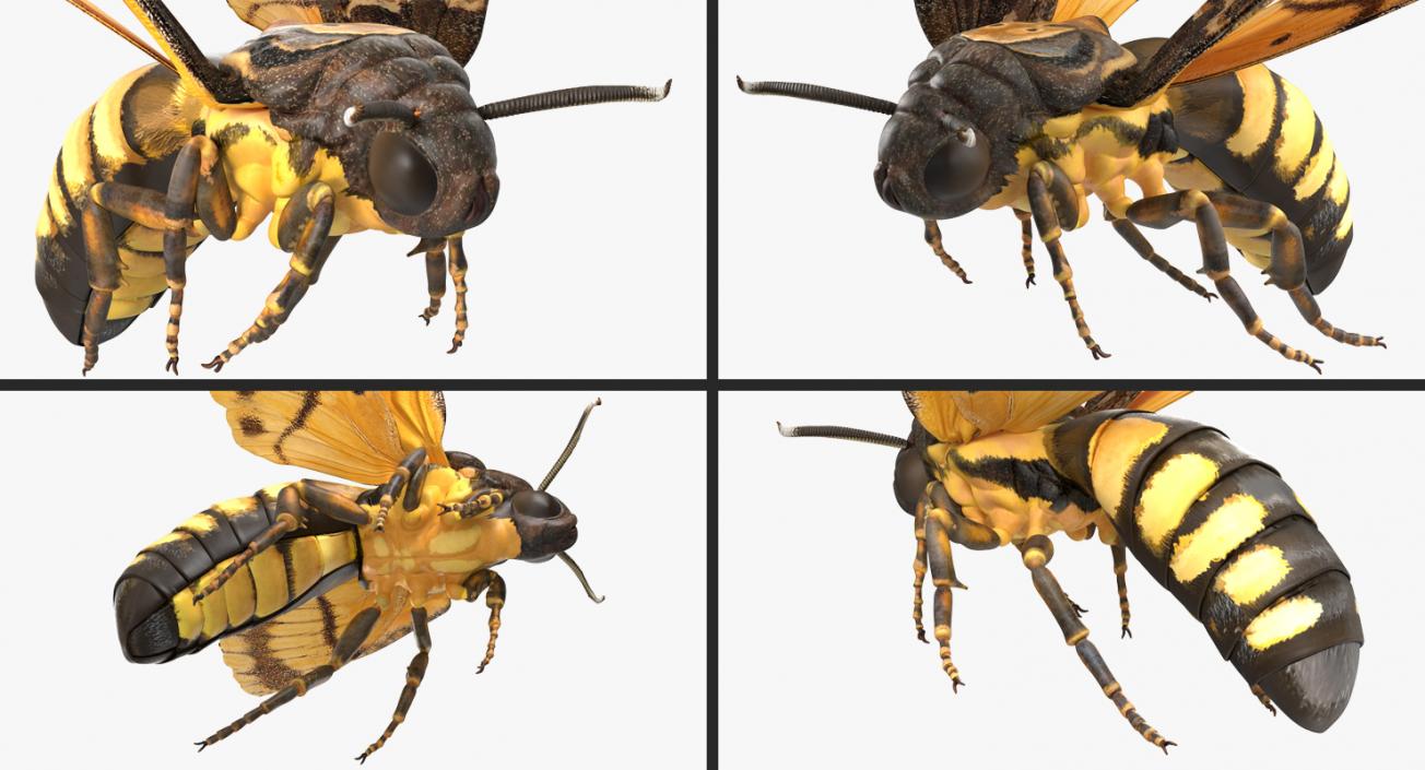 Flying Insects Collection 2 3D