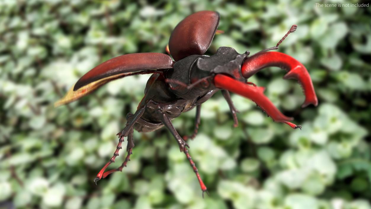 Flying Insects Collection 2 3D