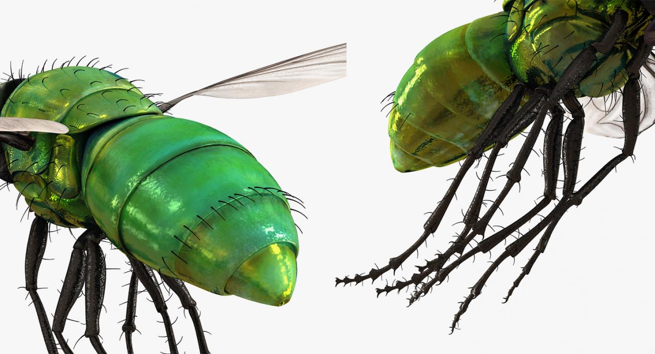 Flying Insects Collection 2 3D