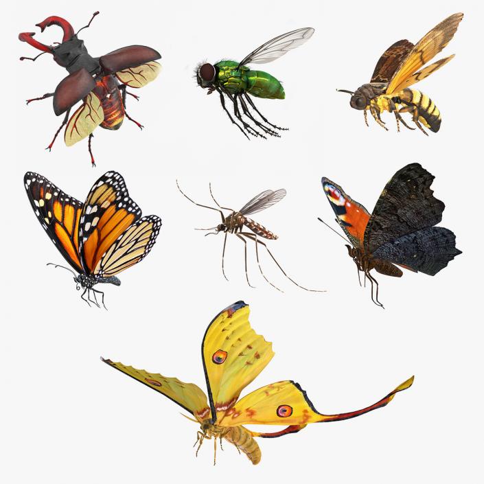 Flying Insects Collection 2 3D