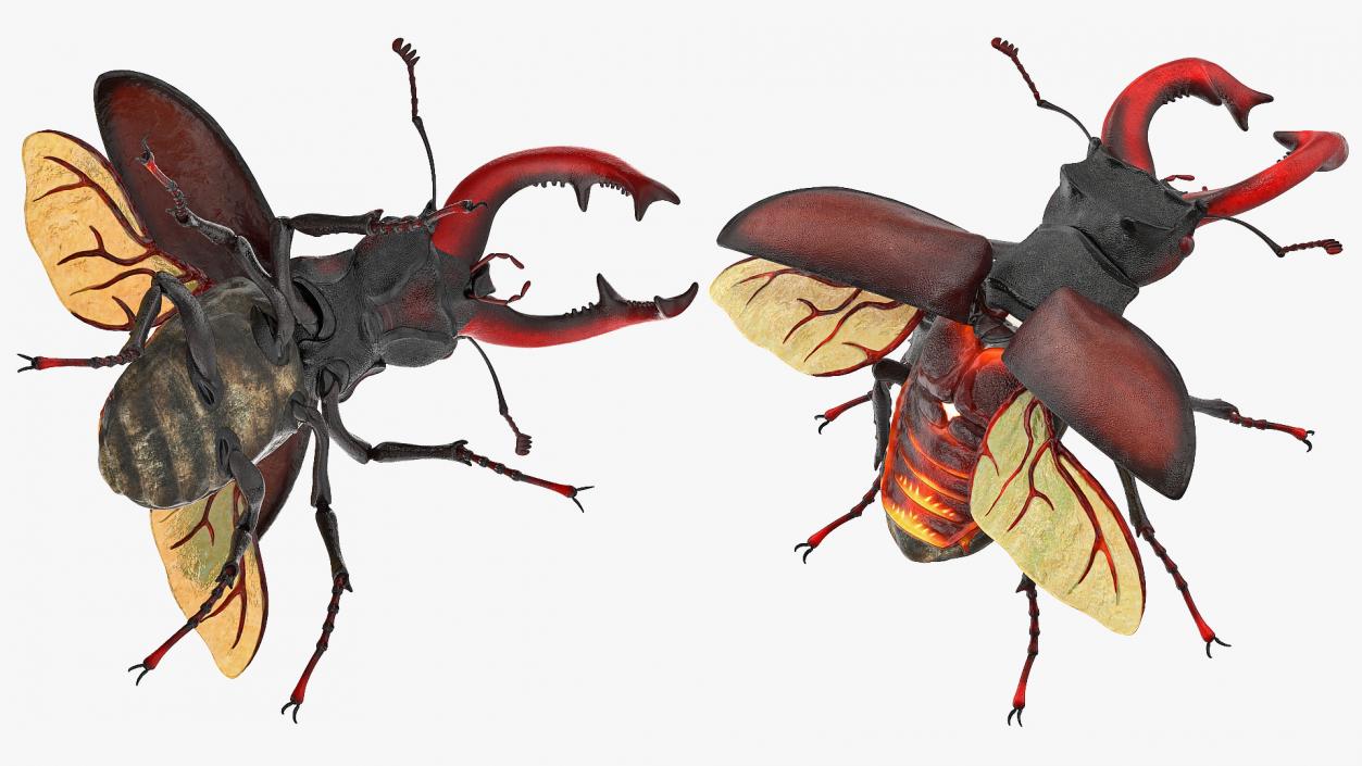 Flying Insects Collection 2 3D