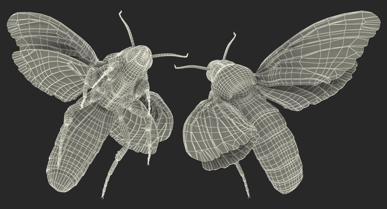 Flying Insects Collection 2 3D